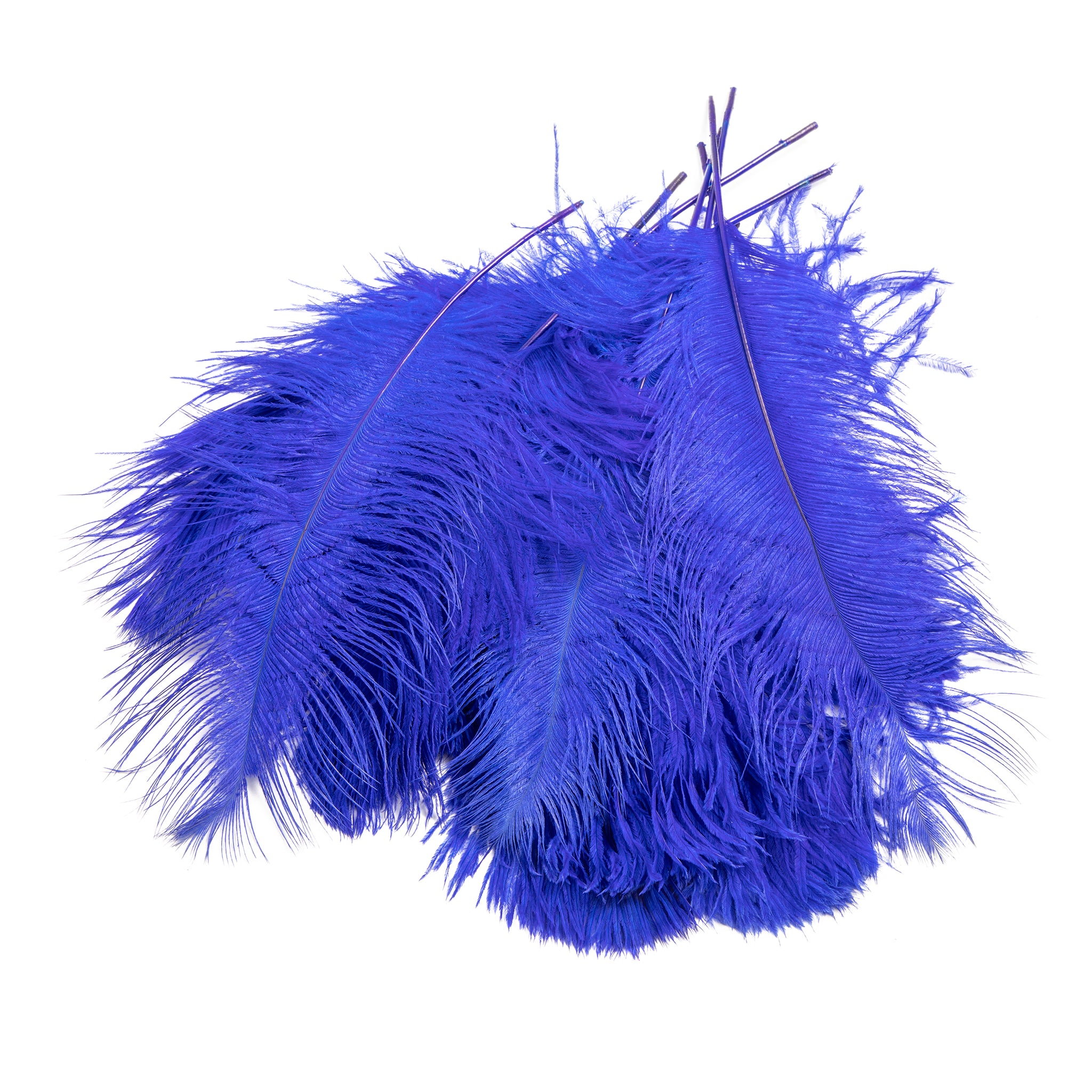Ostrich Feathers 14″-16″ (10 pcs) – Royal Blue | Rental Ostrich Feathers 14″-16″ (10 pcs) – Royal Blue | Rental